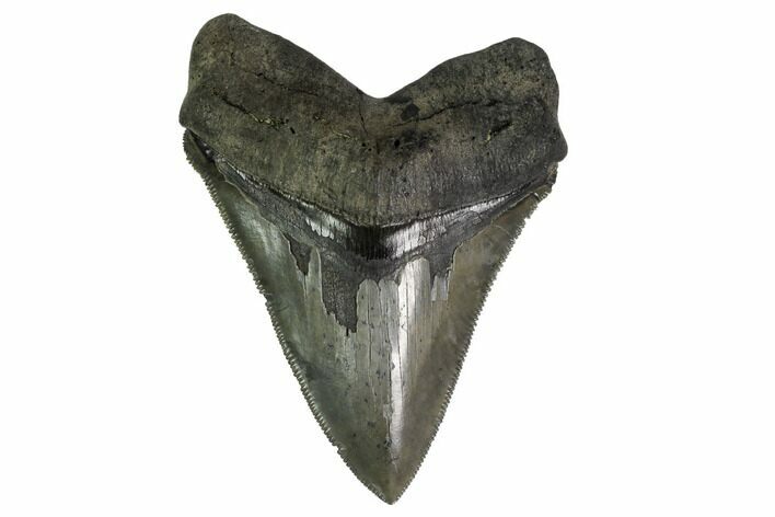 Serrated, Fossil Megalodon Tooth - South Carolina #160259